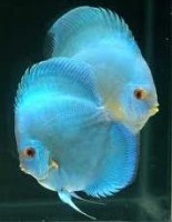 Blue Diamond 1111117